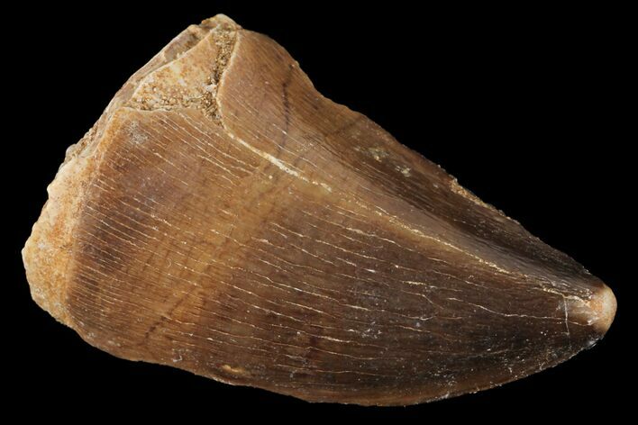 Mosasaur (Prognathodon) Tooth - Morocco #101050
